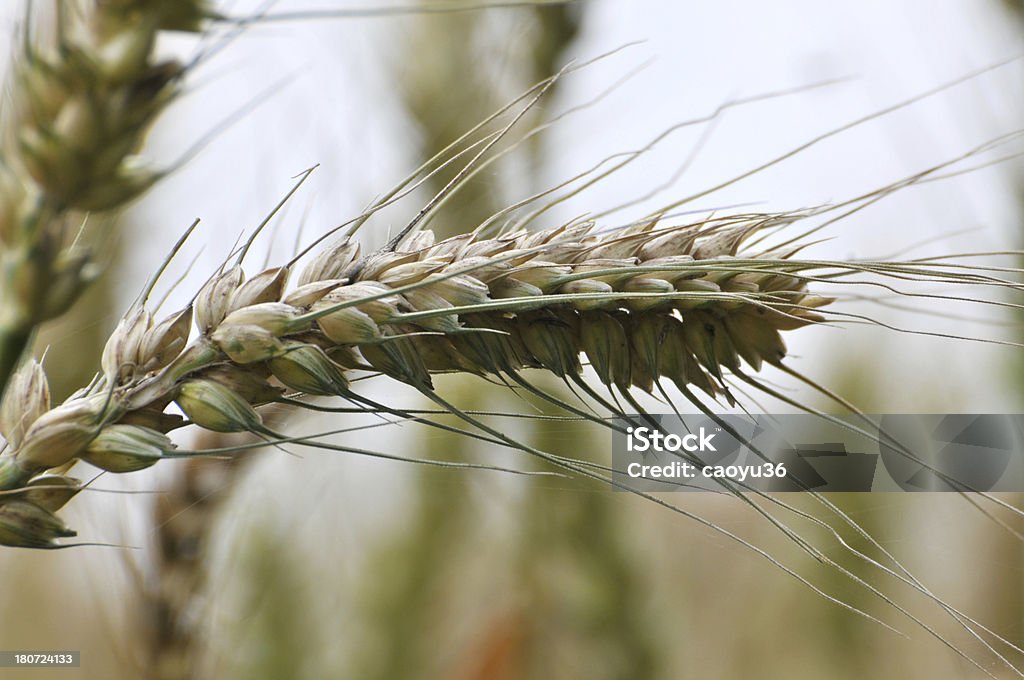 Wheatear - Foto stock royalty-free di Agricoltura