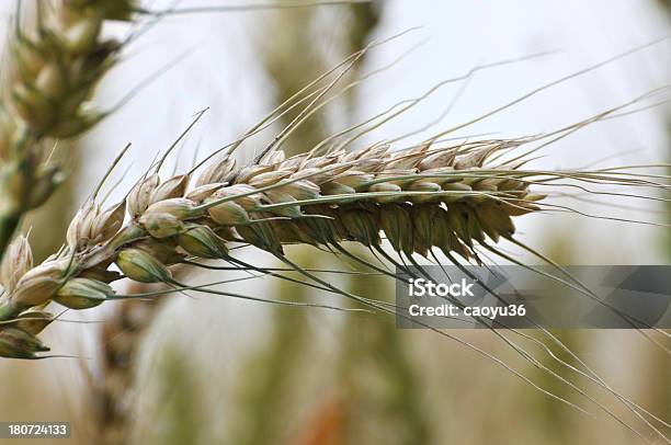 Wheatear - Fotografie stock e altre immagini di Agricoltura - Agricoltura, Alimentazione sana, Ambientazione esterna