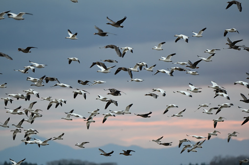 Flocks of snow geese, cackling geese, greater white-fronted geese and bean geese flying in the autumn evening sky in the Tokachi region of Hokkaido.