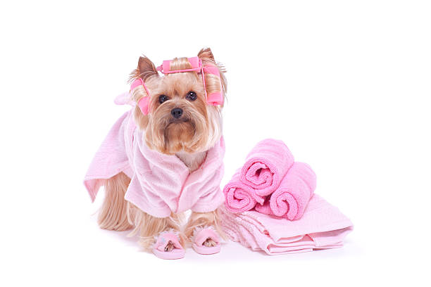 istock Yorkshire Terrier dog in curlers and slippers 180724373
