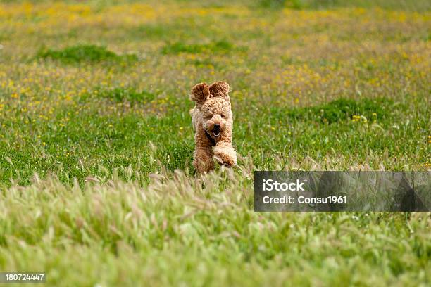 De Correr Foto de stock y más banco de imágenes de Aire libre - Aire libre, Alegría, Animal