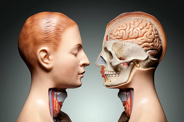 modello di anatomia umana - modello anatomico foto e immagini stock