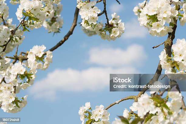 Kirschblüten - Fotografias de stock e mais imagens de Abril - Abril, Beleza, Beleza natural