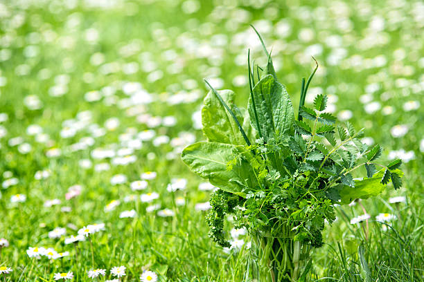 składniki frankfurter gruene sosse frankfurt - parsley chive sorrel borage zdjęcia i obrazy z banku zdjęć