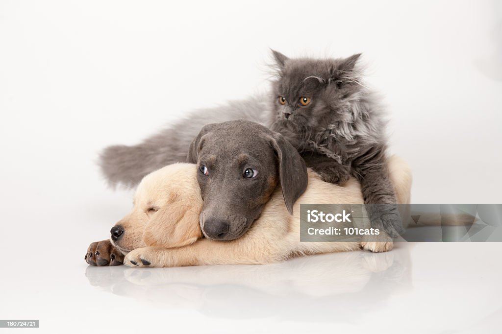 Gato y perro - Foto de stock de Perro libre de derechos