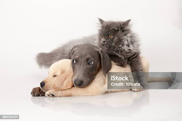 Gato Y Perro Foto de stock y más banco de imágenes de Perro - Perro, Gato doméstico, Fondo blanco