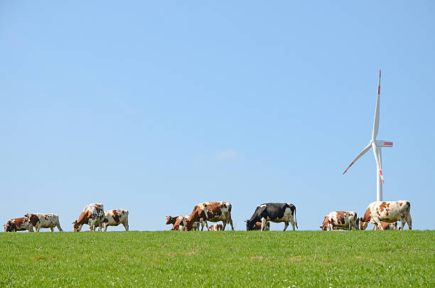 istock Cow herd on pasture in front of wind turbine 180724765