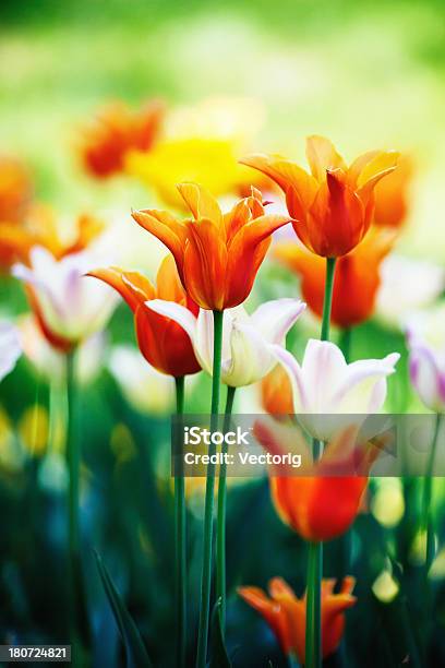 Photo libre de droit de Tulipes banque d'images et plus d'images libres de droit de Beauté de la nature - Beauté de la nature, Capitule, Champ