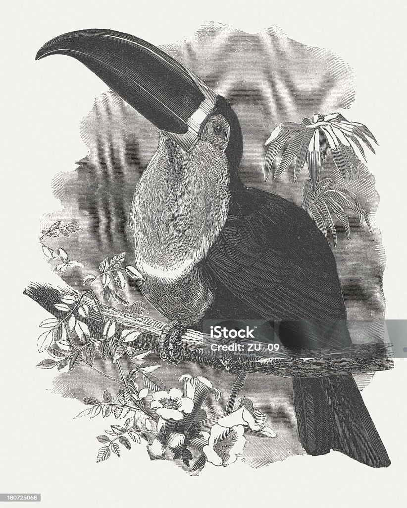 Channel-billed Toucan (Ramphastos vitellinus), wood engraving, published in 1864 Channel-billed Toucan (Ramphastos vitellinus). Woodcut engraving, published in 1864. Animal stock illustration