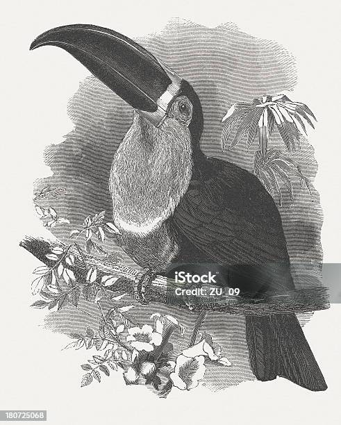 Channelbilled Toucan Wood Engraving Published In 1864 Stock Illustration - Download Image Now