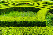 Hedge in maze style, formal or ornamental garden and park