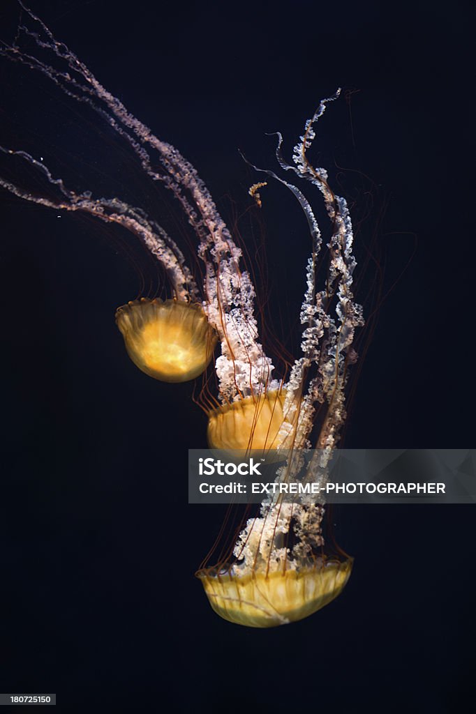 Sea life - Photo de Méduse - Cnidaire libre de droits