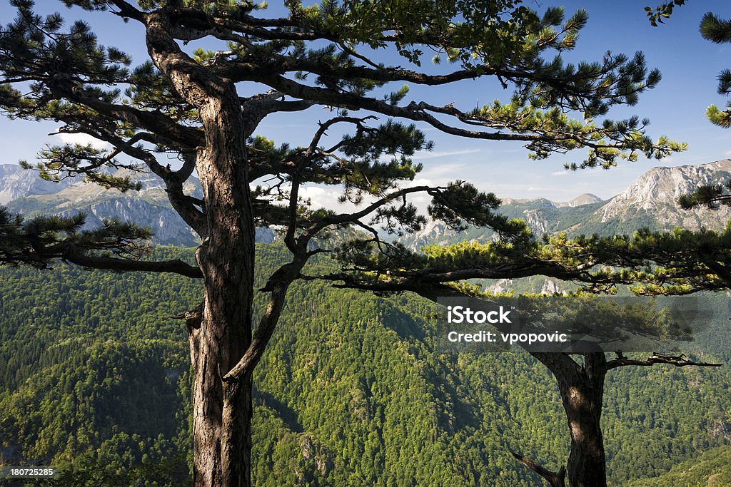 Vista através das copas das árvores de pinho velha - Foto de stock de Azul royalty-free