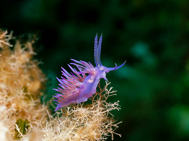 A supermacro photo of Anna's Chromodoris, or Chromodoris annae at a tropical coral reef in the Philippines.