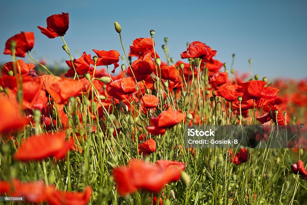 poppies - Foto de stock de Assunto royalty-free