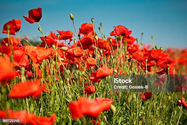 Foto de Poppies e mais fotos de stock de Assunto - Assunto, Beleza, Beleza natural - Natureza