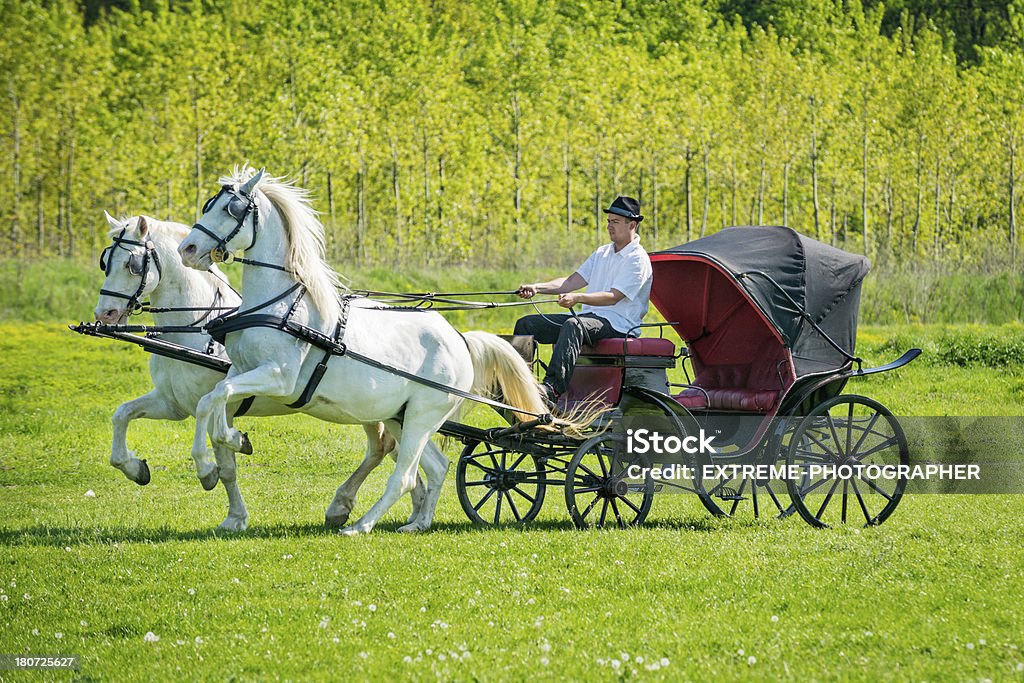 Parading Pferde - Lizenzfrei Andalusien Stock-Foto