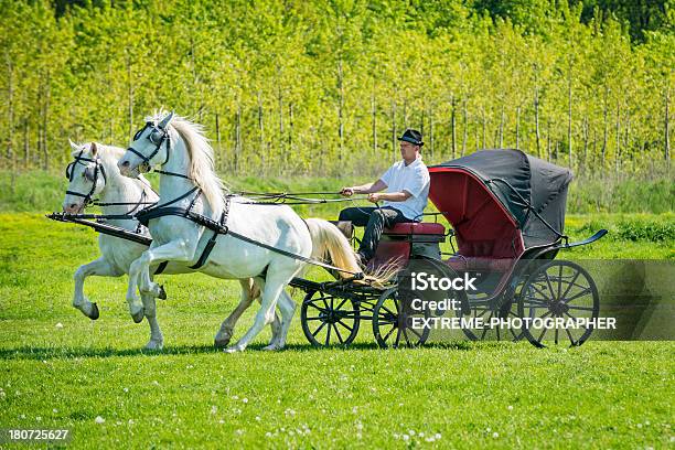 Parading Pferde Stockfoto und mehr Bilder von Andalusien - Andalusien, Anmut, Eleganz