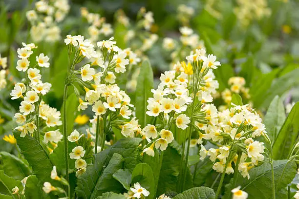 "Cowslip (Primula veris) in Springtime. Cowslip is known as a medical plant. I saw the flower in the nature reserve in Hamburg-Wilhelmsburg, in Heuckenlock near the Elbe River.For more nature details, please look here:"