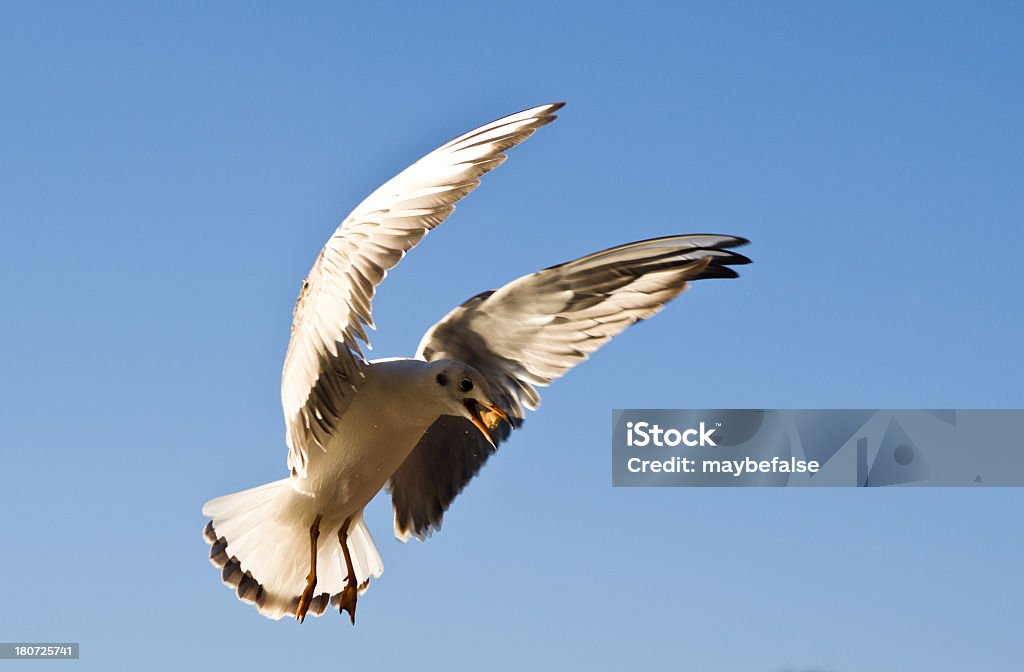 Gaivota - Royalty-free Animal Foto de stock