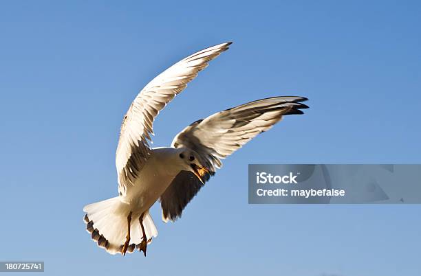 Gaivota - Fotografias de stock e mais imagens de Animal - Animal, Animal selvagem, Asa de animal