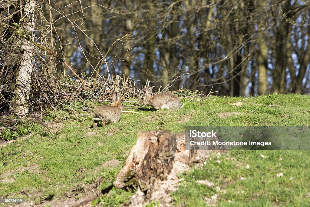 近くのウサギ Chiddingstone 英国ケント - カイウ�サギのロイヤリティフリーストックフォト