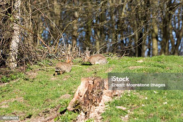 近くのウサギ Chiddingstone 英国ケント - カイウサギのストックフォトや画像を多数ご用意 - カイウサギ, 樹木, 野生動物