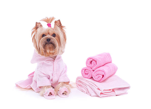 istock Yorkshire Terrier in a robe and slippers 180726151