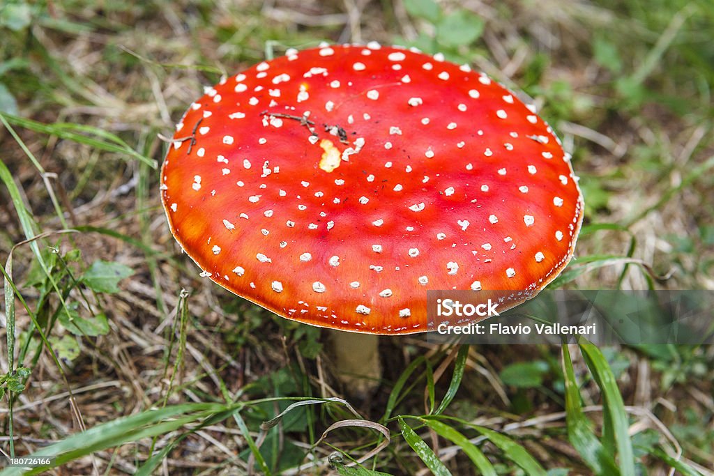 Amanita Muscaria - Foto stock royalty-free di Agosto