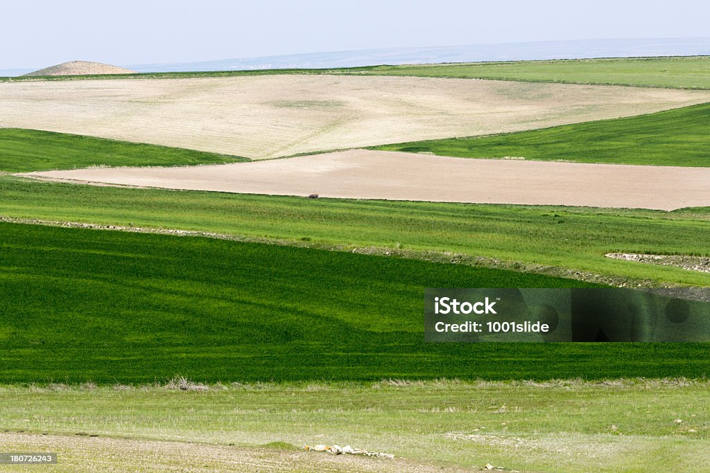 Verde campo - Foto stock royalty-free di Ambientazione esterna