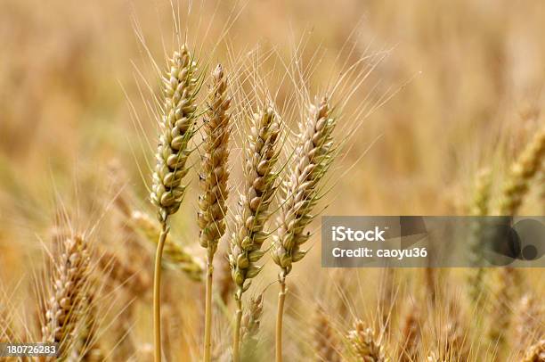 Wheatears Stockfoto und mehr Bilder von Agrarbetrieb - Agrarbetrieb, Bildhintergrund, Brotsorte