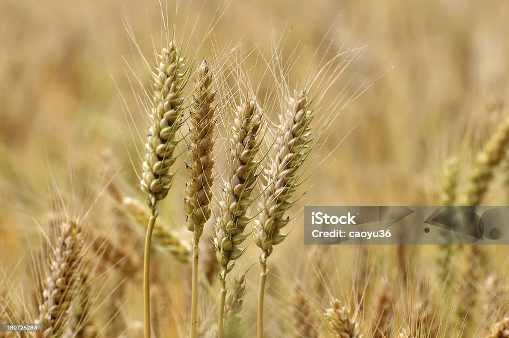 Wheatears - Foto de stock de Agricultura royalty-free