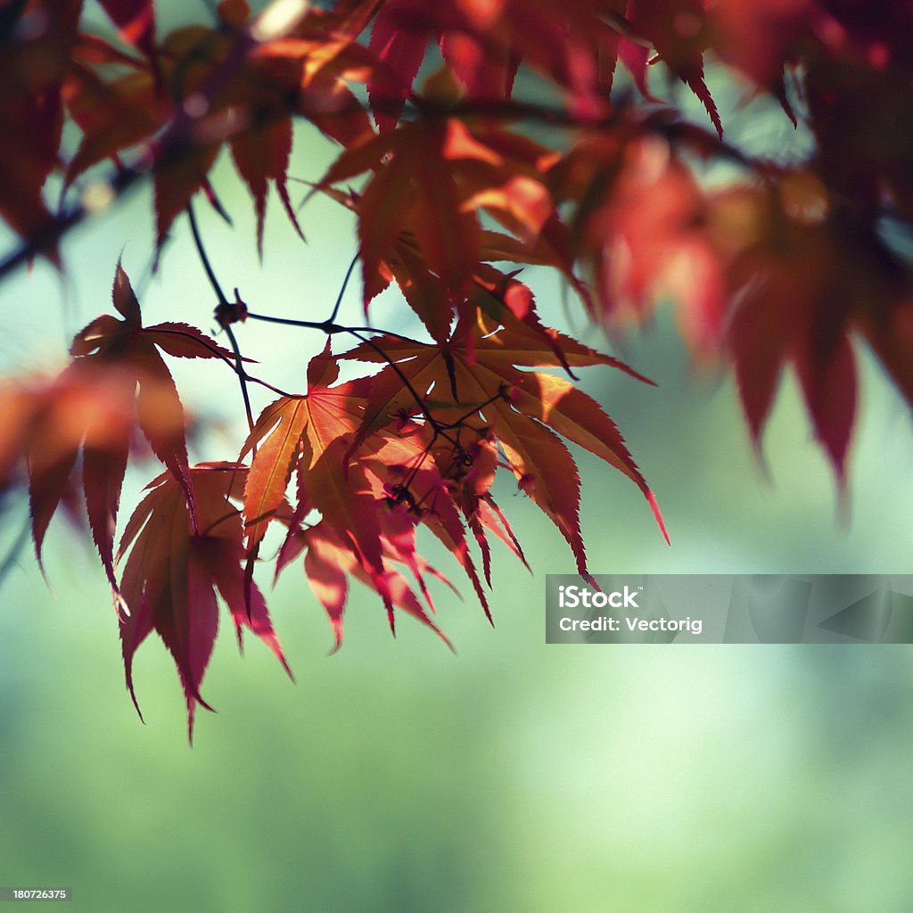 Red leaves - Photo de Automne libre de droits