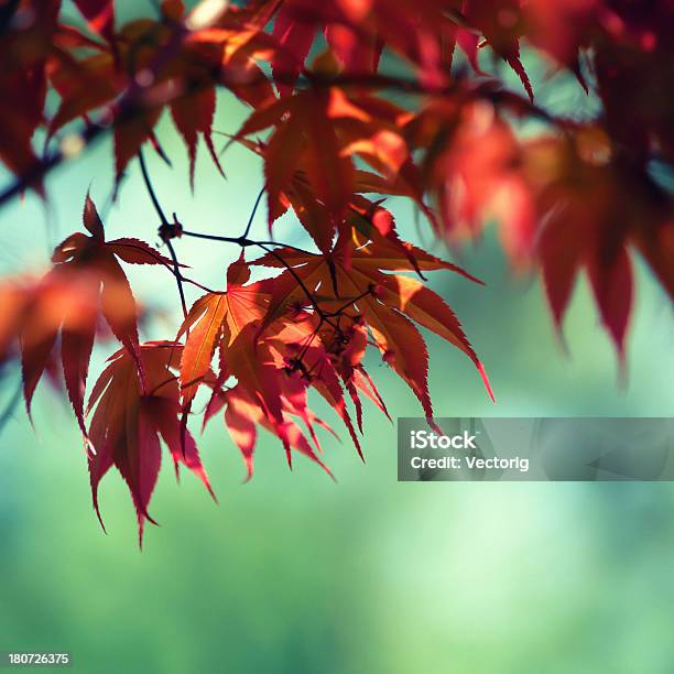 Photo libre de droit de Red Leaves banque d'images et plus d'images libres de droit de Automne - Automne, Bouleau, Branche - Partie d'une plante