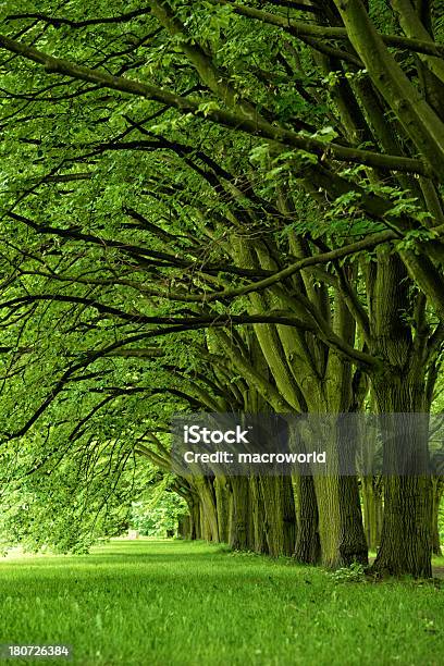 Percorso Nel Parco 36 Mpx - Fotografie stock e altre immagini di Bosco - Bosco, Viale, Albero