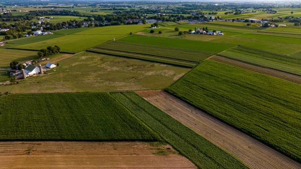 istock Aerial view of a cornfield with evenly spaced rows and patterns. 1807264505