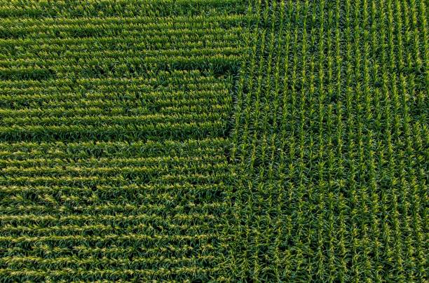 istock Aerial view of a cornfield with evenly spaced rows and patterns. 1807264508