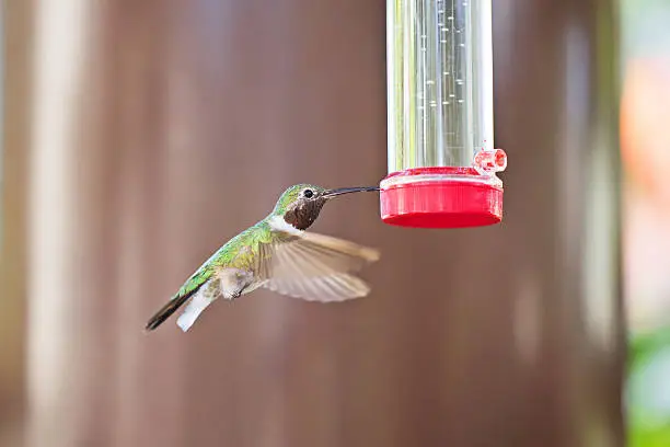 hummingbird at the bird feeder.  rrDogs & Puppies