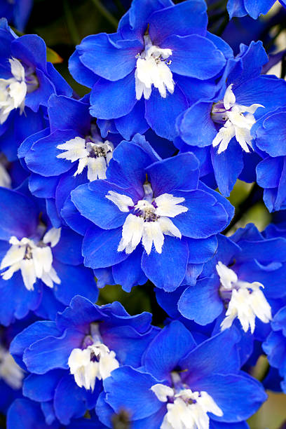 istock Blue and White Delphinium Flowers 180726482