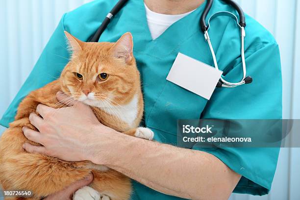 Vet И Cat — стоковые фотографии и другие картинки 30-39 лет - 30-39 лет, Американская короткошёрстная кошка, Болезнь