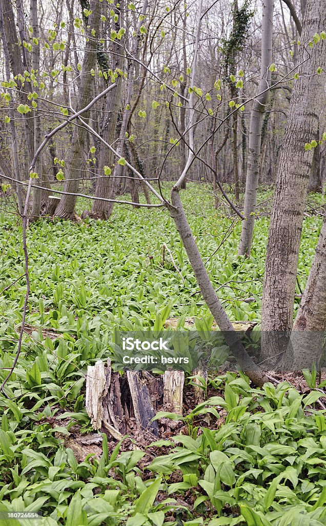 forest with wild garlic (Allium ursinum) plants Allium Flower Stock Photo