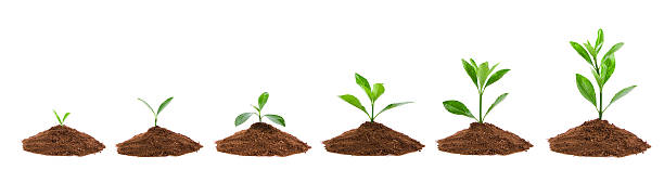 Plant Sequence in dirt isolate on white background stock photo