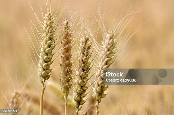 Wheatears Stock Photo - Download Image Now - Agricultural Field, Agriculture, Backgrounds