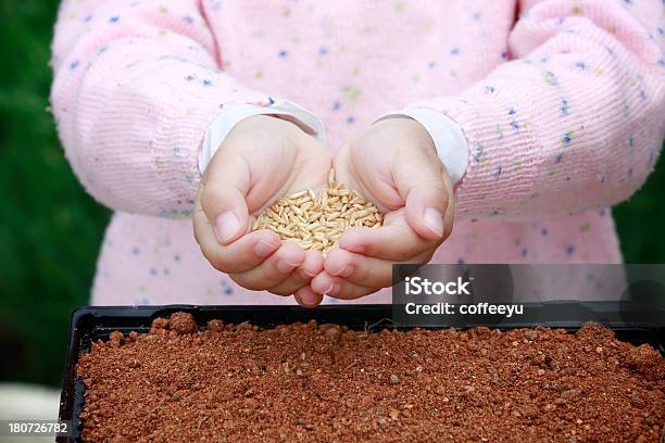 Child Holding Oats Stock Photo - Download Image Now - Beginnings, Care, Cereal Plant