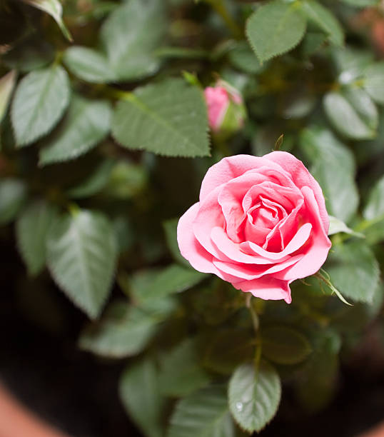 istock Pink miniature rose Floribunda rosa 180726951
