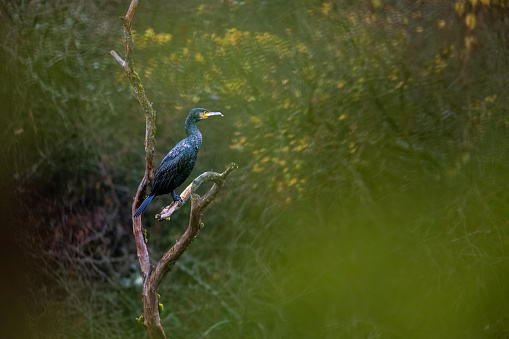 A Black Cormorant in a tree