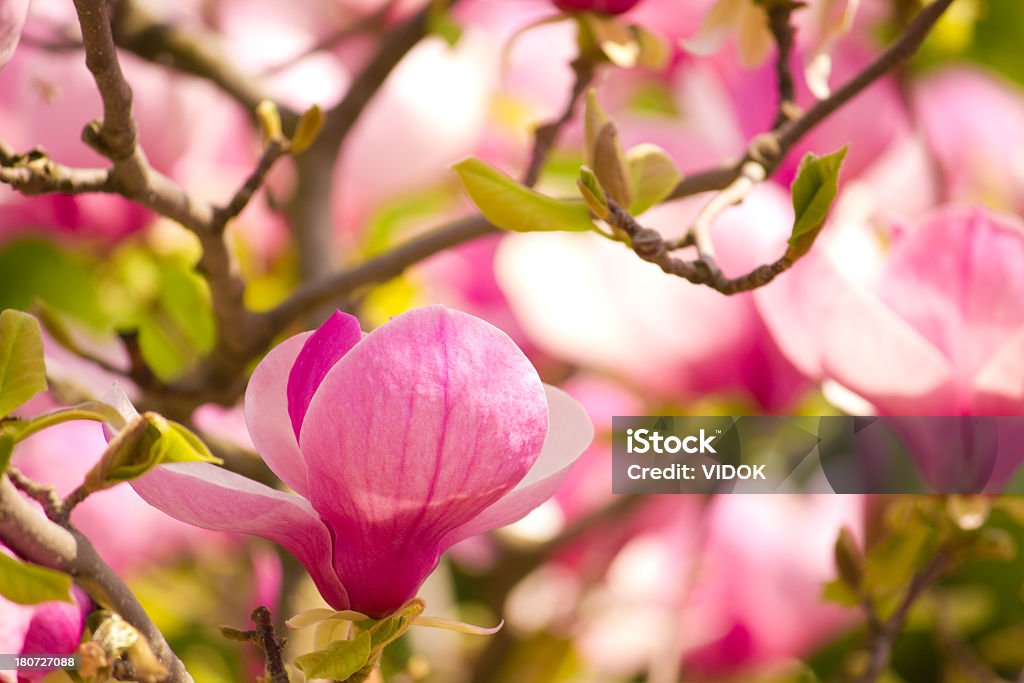 Magnolia. - Foto de stock de Aire libre libre de derechos