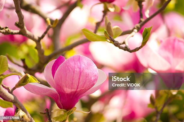 Magnolia Foto de stock y más banco de imágenes de Aire libre - Aire libre, Beige, Belleza