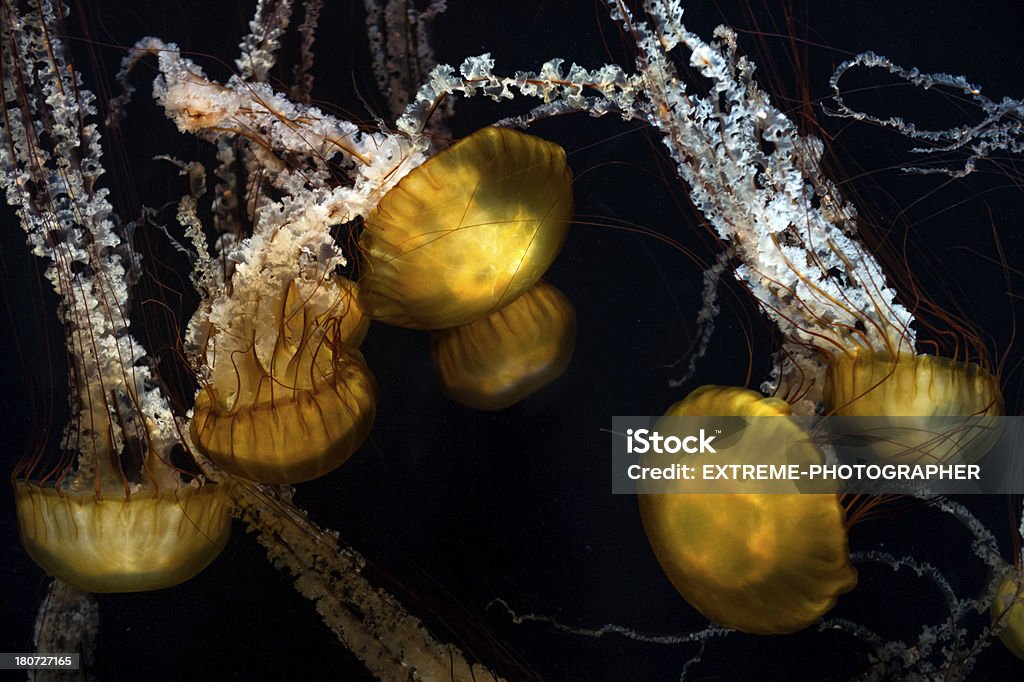 Jellyfishes w akcji - Zbiór zdjęć royalty-free (Badanie)