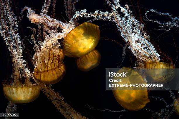 Foto de Jellyfishes Em Ação e mais fotos de stock de Animal - Animal, Animal selvagem, Beleza natural - Natureza